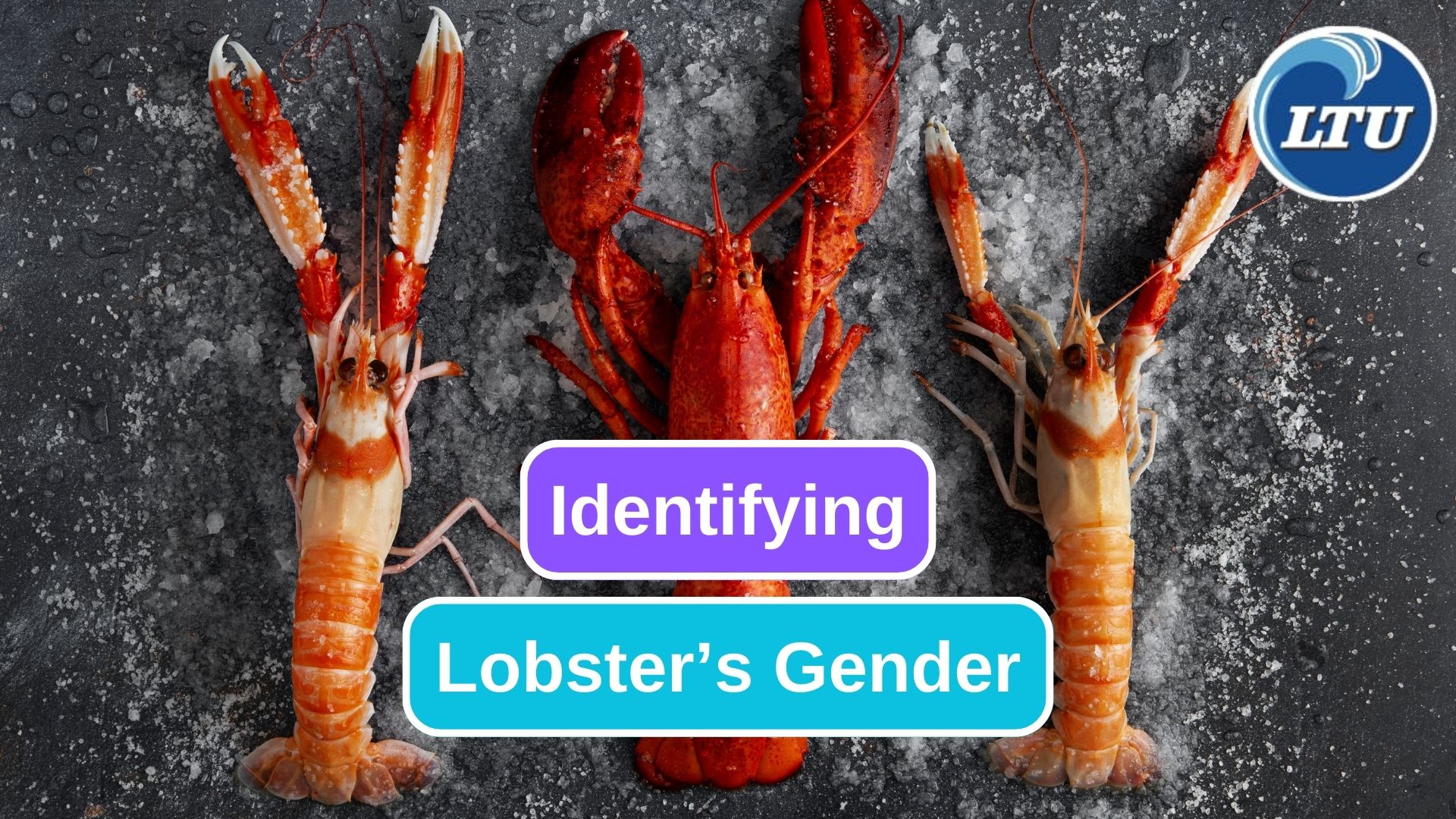 5 Things to Identify Male and Female Lobster 